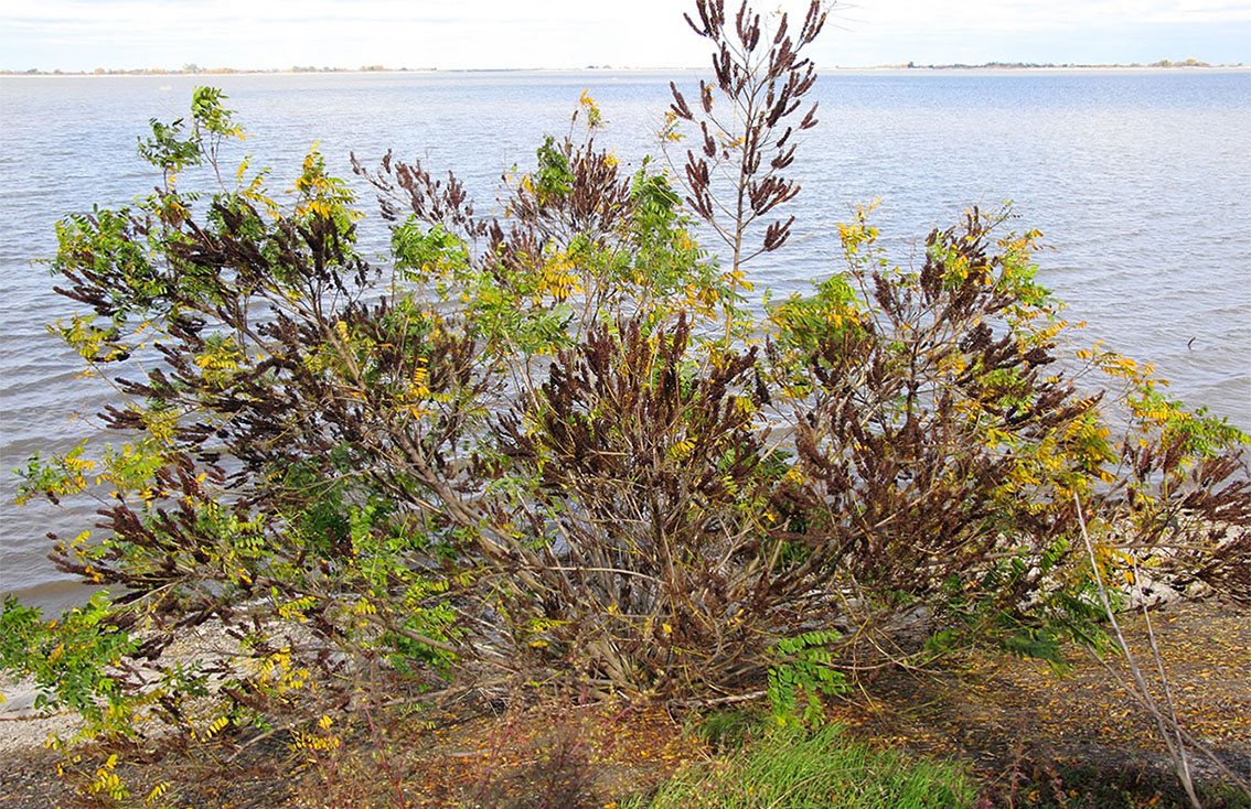 Image of Amorpha fruticosa specimen.