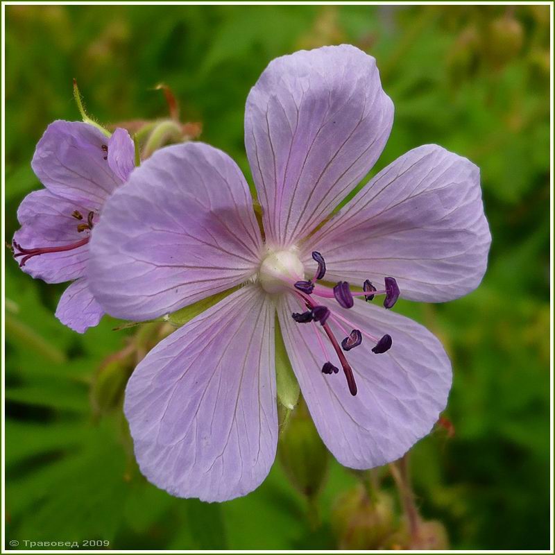 Image of Geranium pratense specimen.