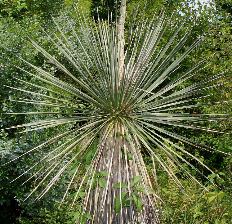 Image of Yucca glauca specimen.