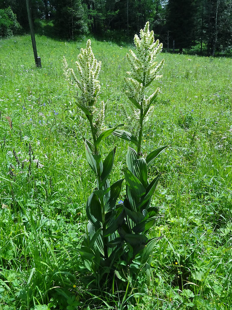 Image of Veratrum lobelianum specimen.