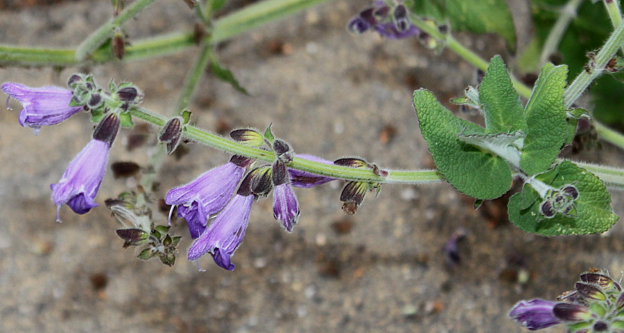 Image of Salvia hians specimen.