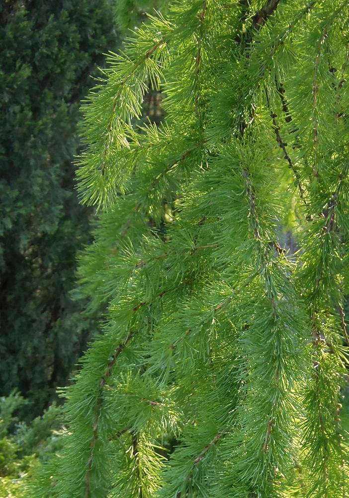 Image of Larix sibirica specimen.