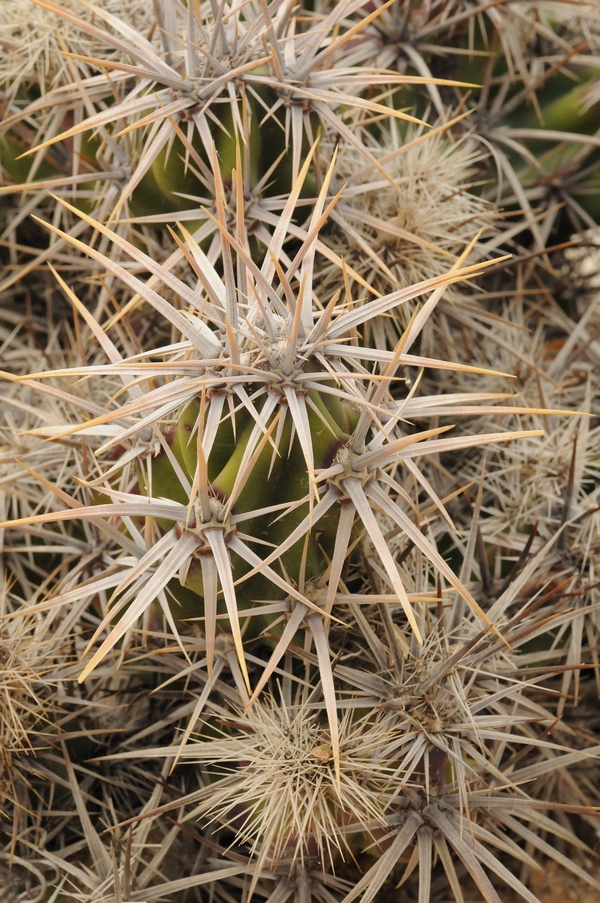 Image of Grusonia parishii specimen.