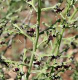 Scrophularia xanthoglossa. Часть соцветия. Израиль, гора Гильбоа, гарига. 22.03.2014.