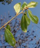 Quercus phillyreoides. Верхняя часть побега. Германия, г. Дюссельдорф, Ботанический сад университета. 10.03.2014.