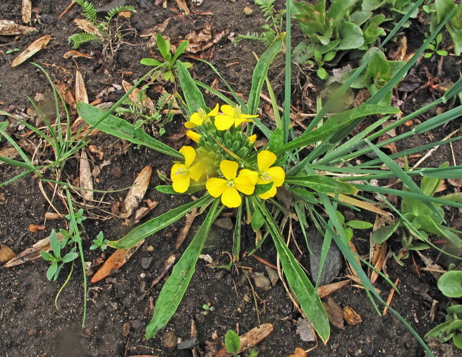 Image of Erysimum hieraciifolium specimen.