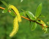 Salix × fragilis. Цветущий побег. Подмосковье, г. Одинцово, придомовые посадки. Май 2014 г.