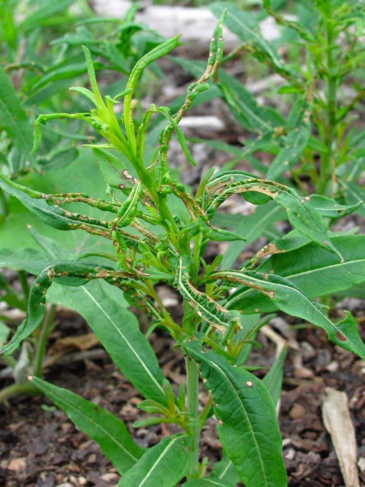 Image of Chamaenerion angustifolium specimen.