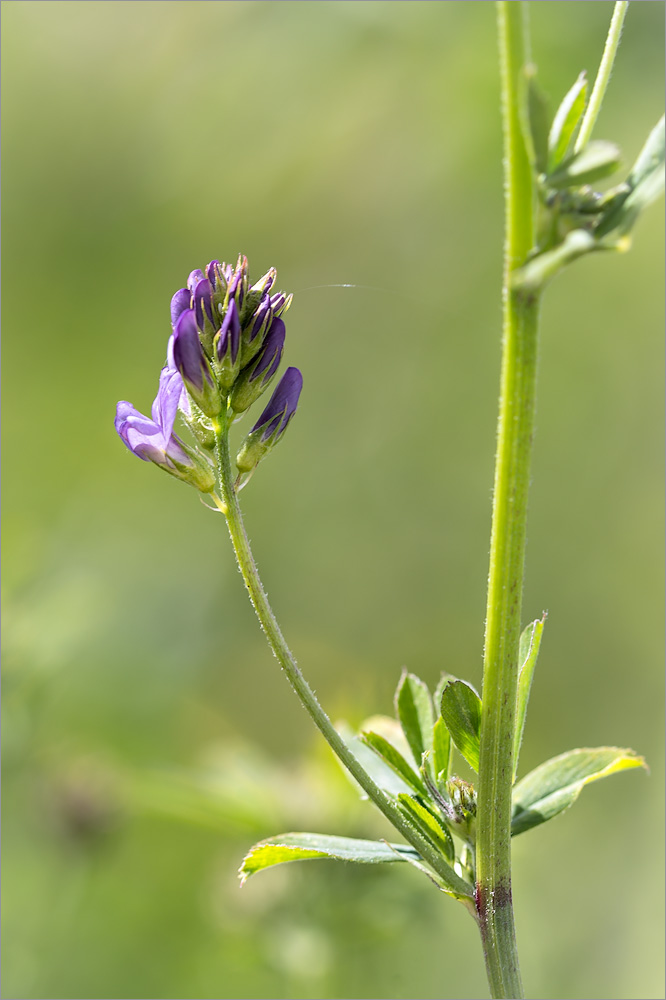 Image of Medicago sativa specimen.