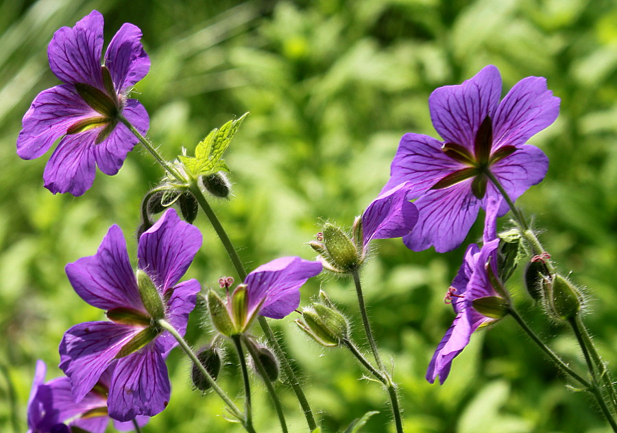 Image of Geranium &times; magnificum specimen.