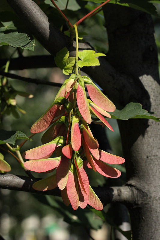 Image of Acer pseudoplatanus specimen.