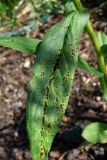 Hieracium umbellatum. Лист с пустулами ржавчинного гриба Puccinia sp. Окр. Архангельска, свалка древесных отходов. 22.07.2014.