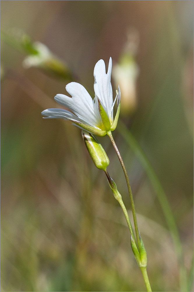 Изображение особи Cerastium glabratum.