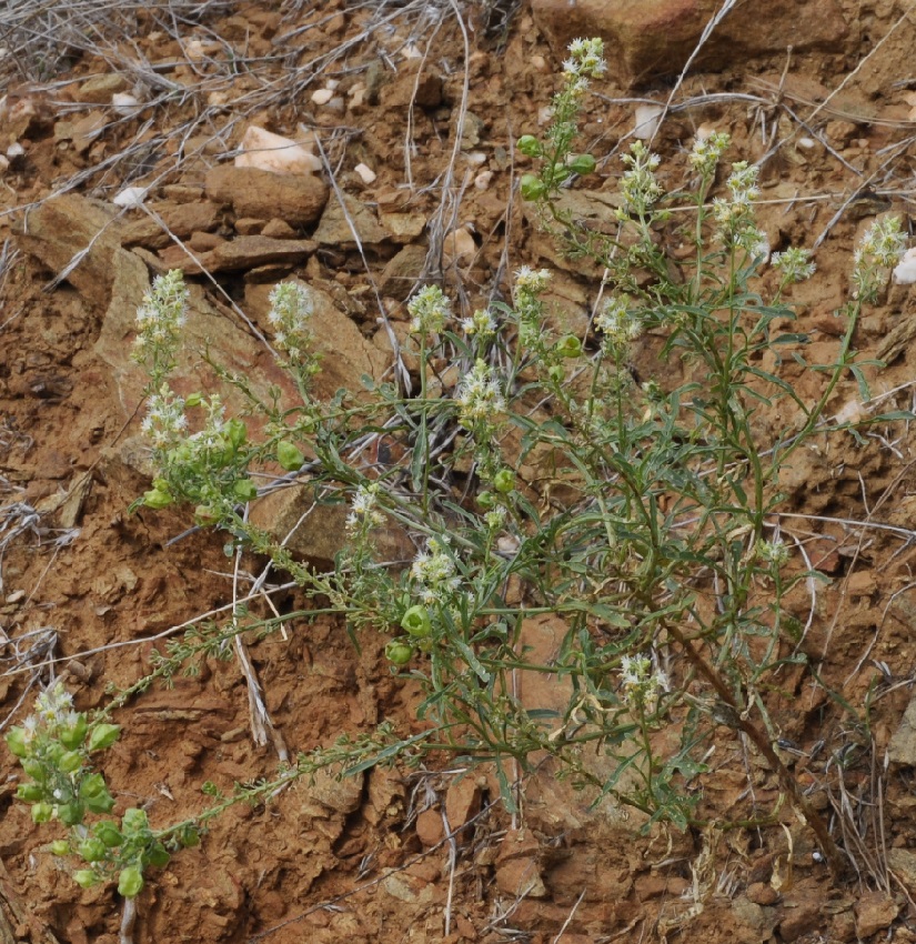 Image of genus Reseda specimen.