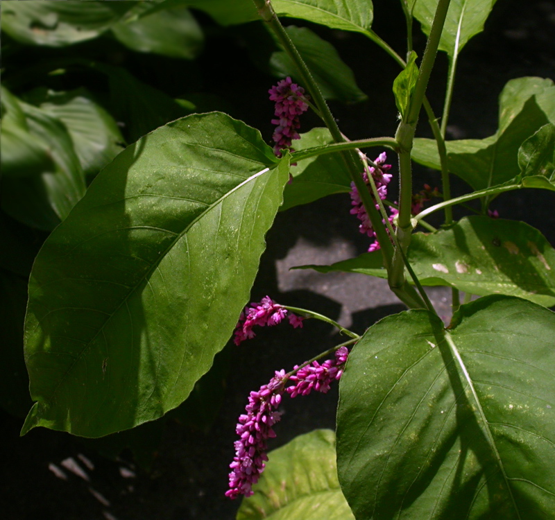 Image of Persicaria orientalis specimen.