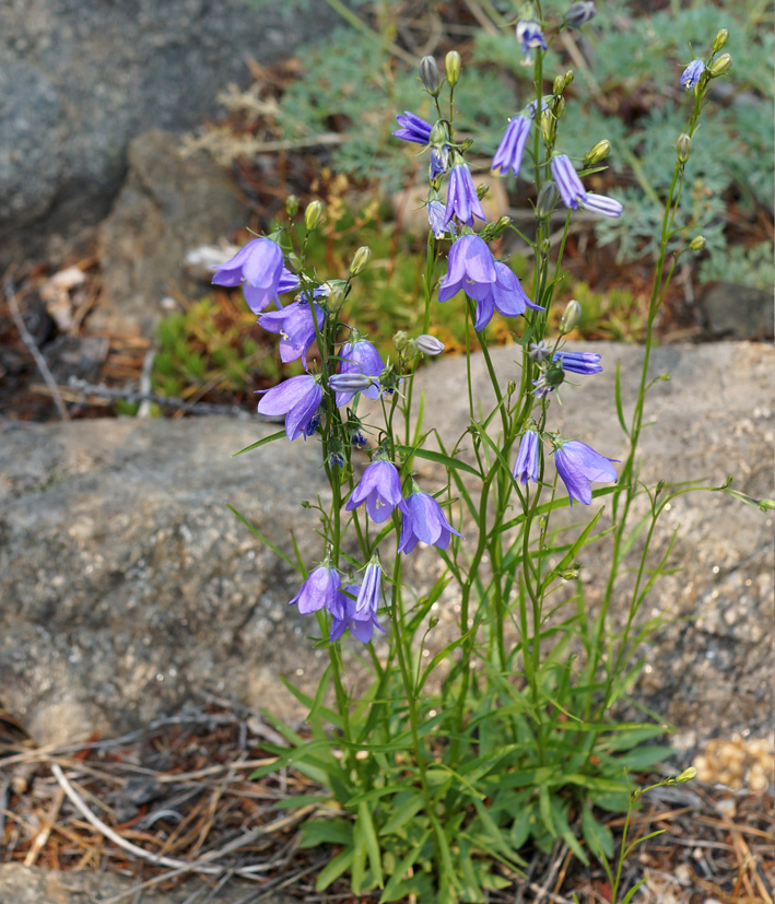 Image of Campanula rotundifolia specimen.