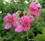 Rhododendron camtschaticum. Цветущие растения. Камчатский край, Елизовский р-н, окр. вулкана Мутновский, Дачные горячие источники, по склону. 08.07.2006.