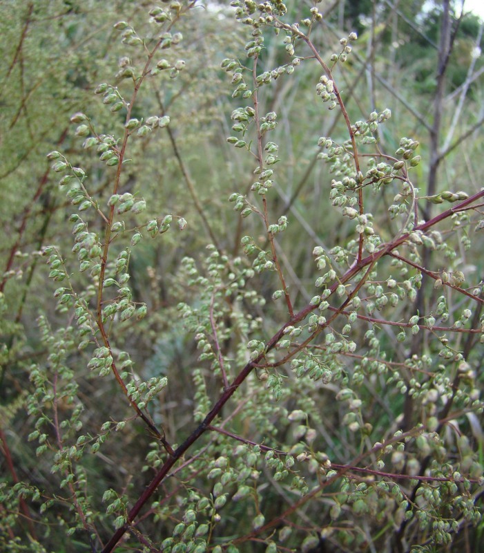 Изображение особи Artemisia scoparia.