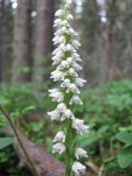 Goodyera repens