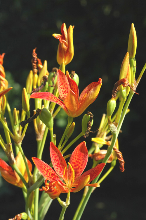 Изображение особи Belamcanda chinensis.