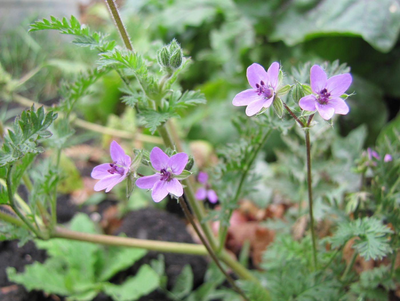 Изображение особи Erodium cicutarium.