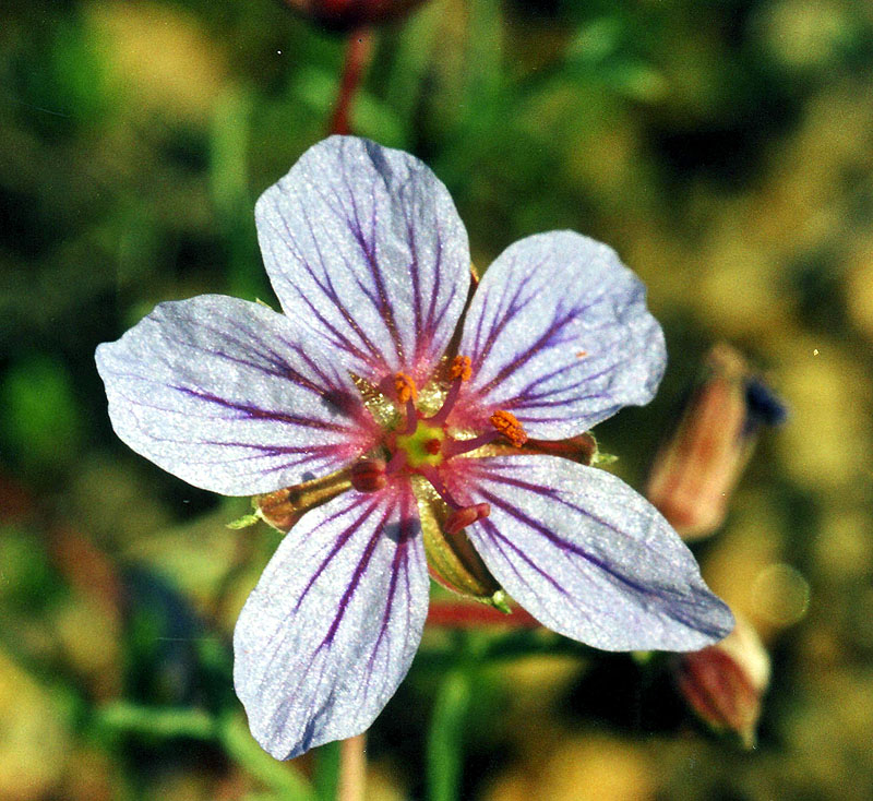 Image of Erodium beketowii specimen.