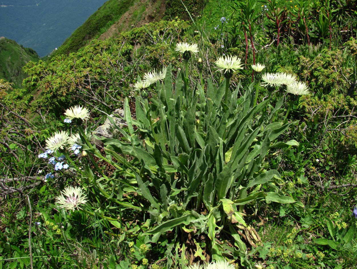 Image of Centaurea cheiranthifolia specimen.