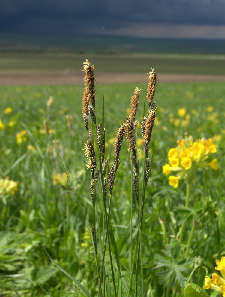 Image of Carex melanostachya specimen.