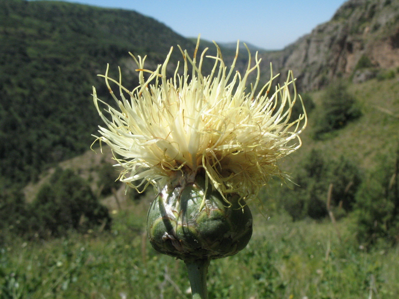 Изображение особи Rhaponticoides turkestanica.