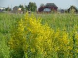 Galium verum. Верхушки цветущего растения. Иркутская обл., Иркутский р-н, окр. пос. Боково, луг по левому берегу р. Ангара. 03.07.2014.