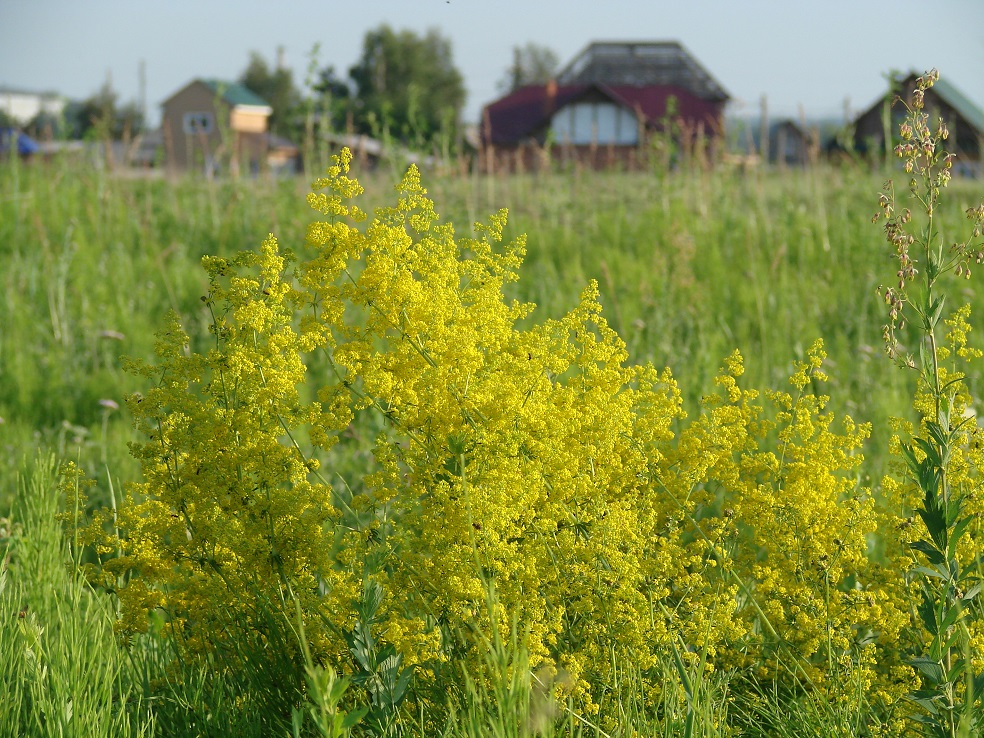 Изображение особи Galium verum.