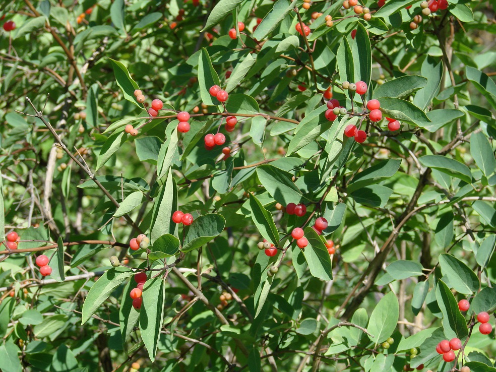 Image of Lonicera tatarica specimen.