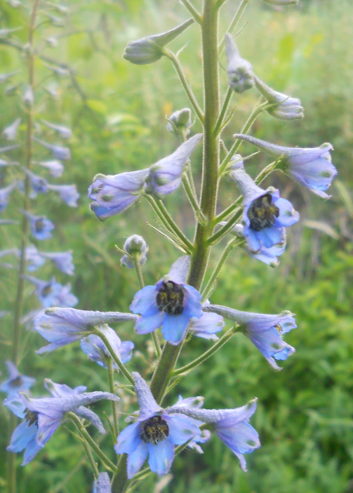 Image of Delphinium elatum specimen.