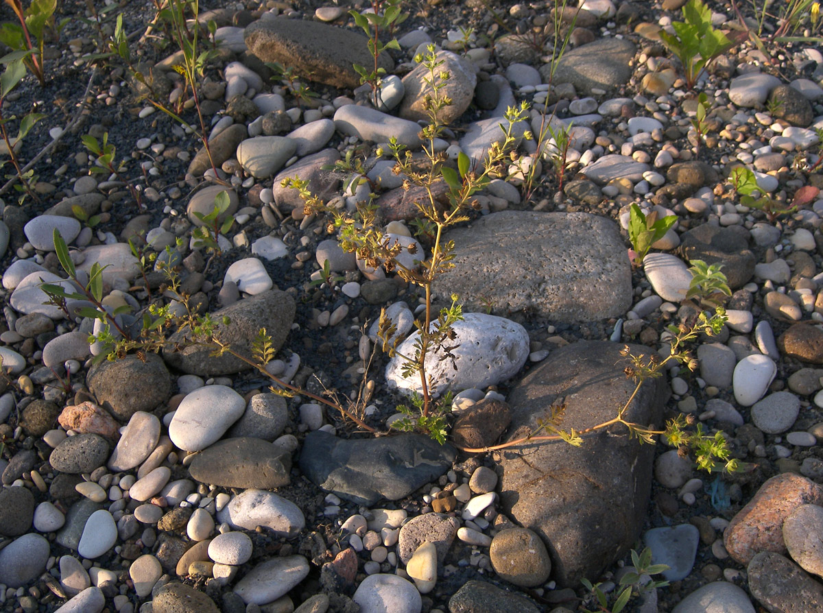 Image of Potentilla supina specimen.