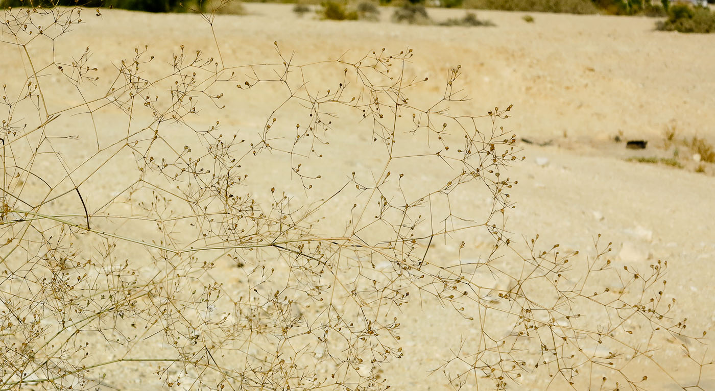 Изображение особи Gypsophila capillaris.