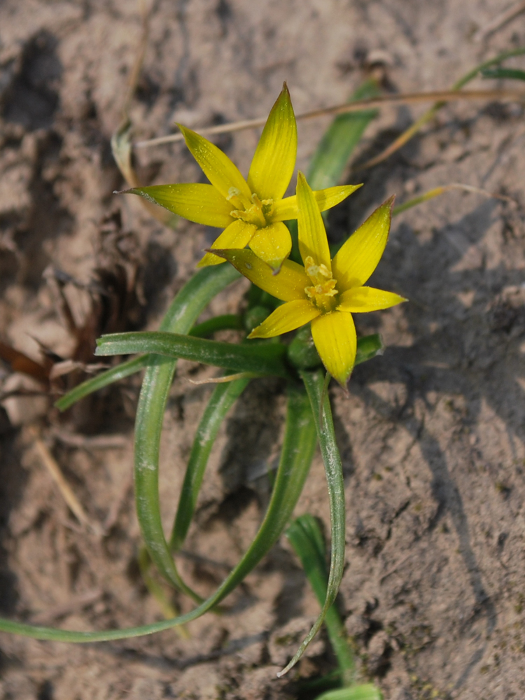 Изображение особи Gagea graminifolia.