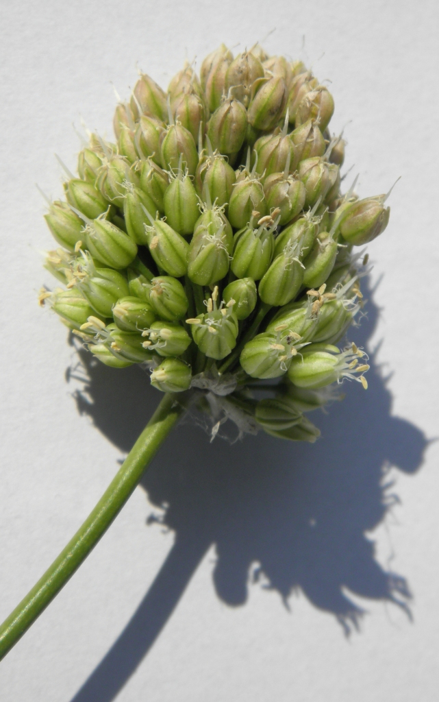 Image of Allium regelianum specimen.