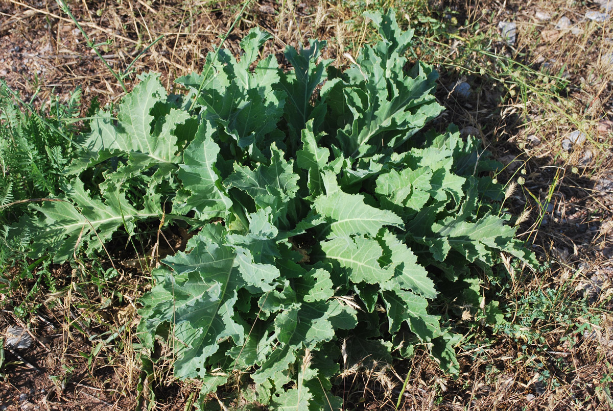 Image of Crambe orientalis specimen.