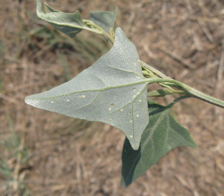 Image of Atriplex micrantha specimen.