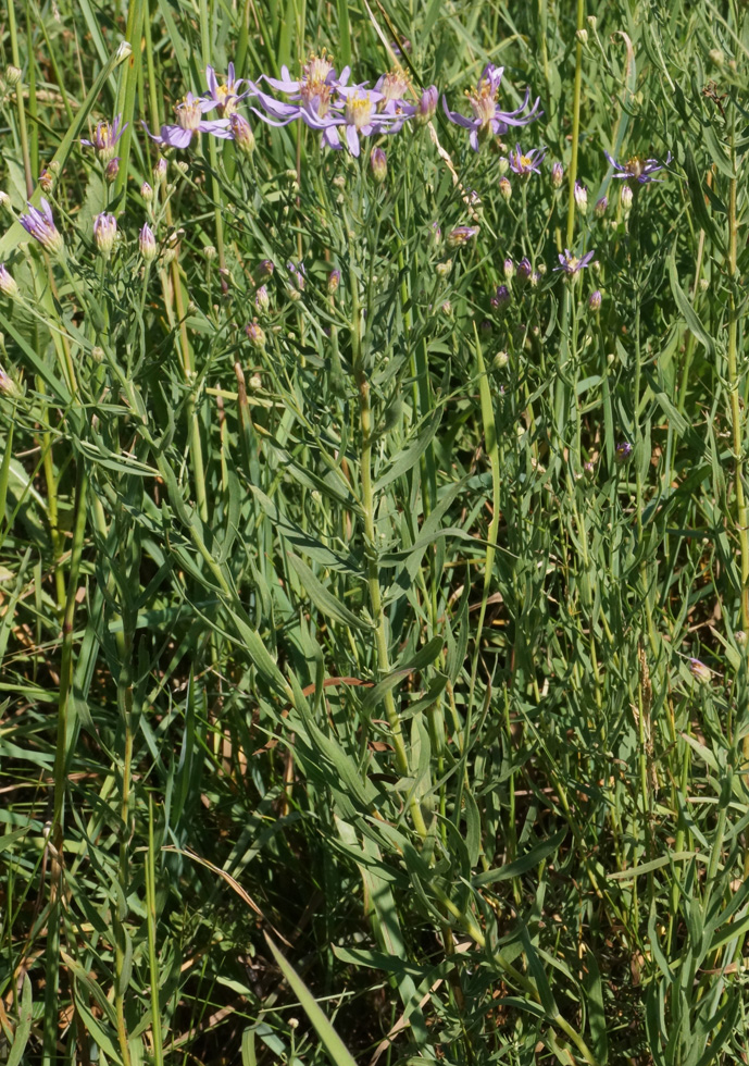 Image of genus Galatella specimen.