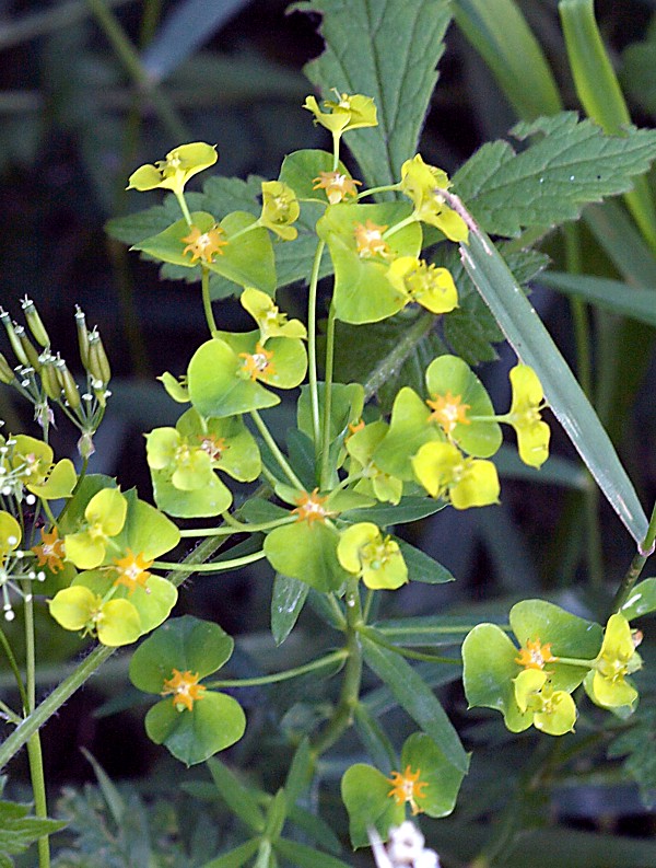 Image of Euphorbia virgata specimen.