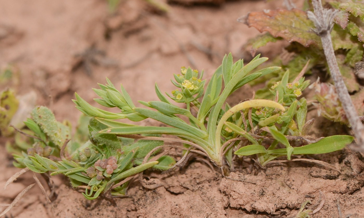 Изображение особи Bupleurum semicompositum.