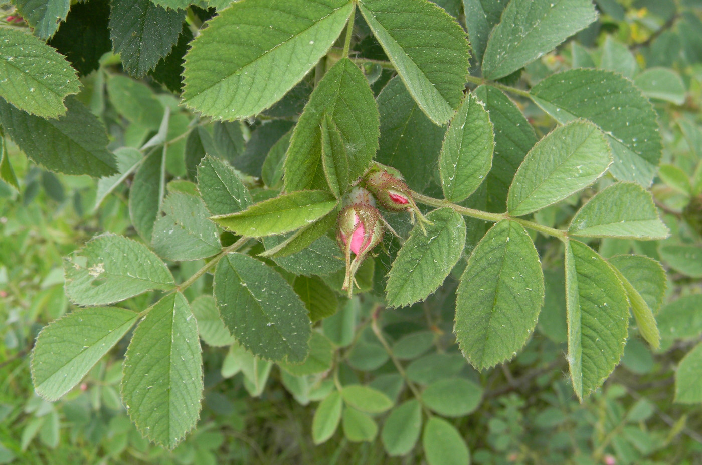 Image of genus Rosa specimen.