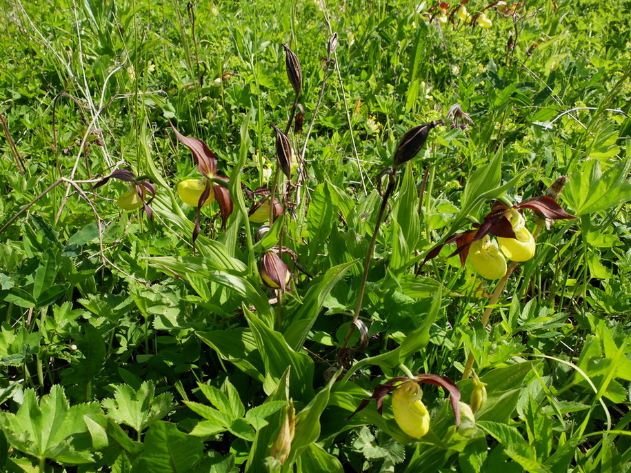 Image of Cypripedium calceolus specimen.