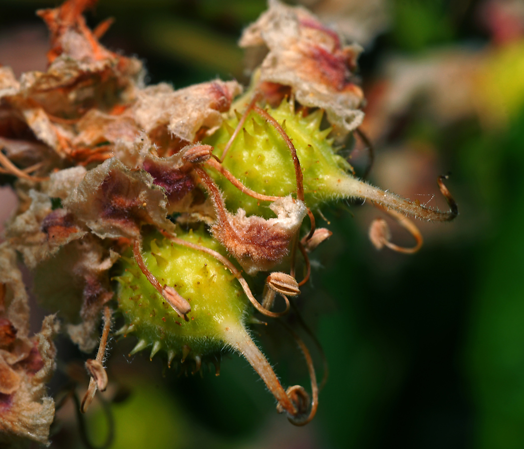 Изображение особи Aesculus hippocastanum.