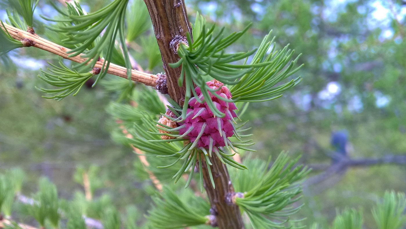 Лиственница Ольгинская Larix Olgensis