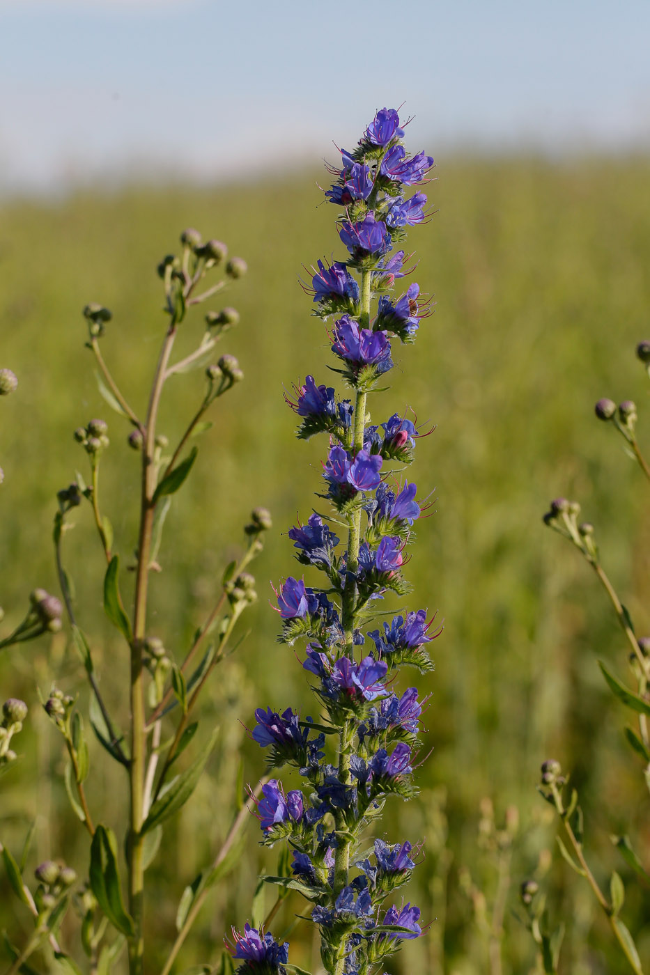 Image of Echium vulgare specimen.