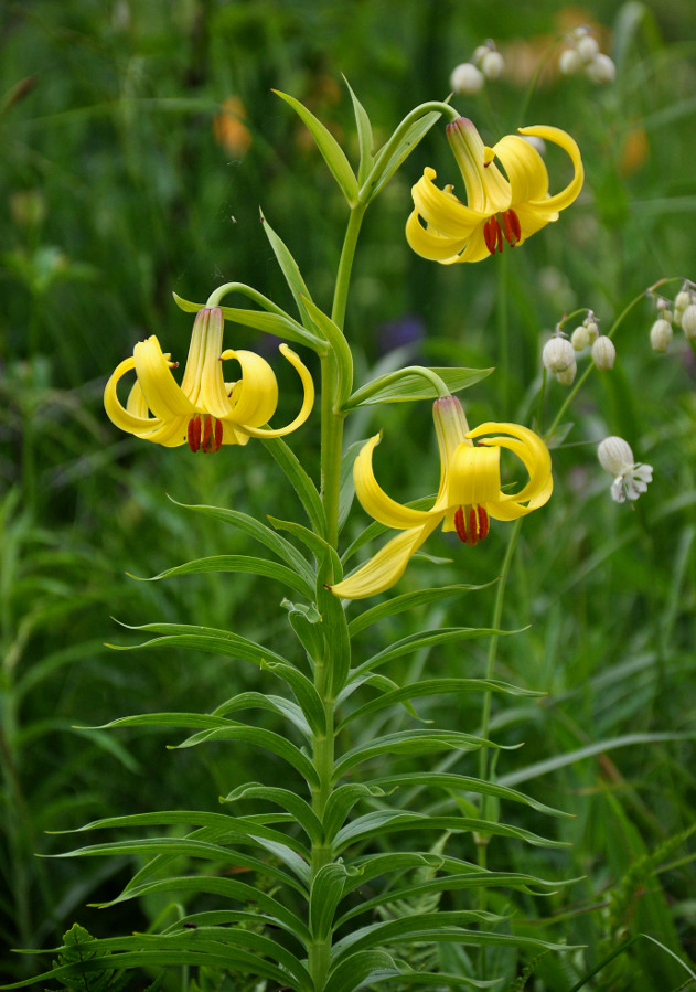 Image of Lilium kesselringianum specimen.