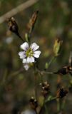 Psammophiliella muralis. Цветок. Республика Адыгея, г. Майкоп, южная окраина города, у грунтовой дороги между лесом на хребте Нагиеж-Уашх и р. Белая. 07.08.2016.