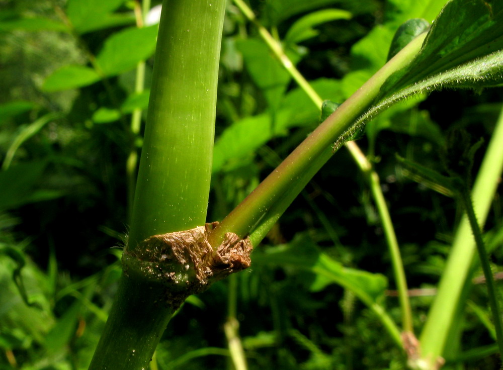 Image of Aconogonon sajanense specimen.